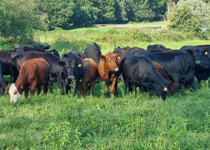 Casa de Férias Pastorelli Osmate